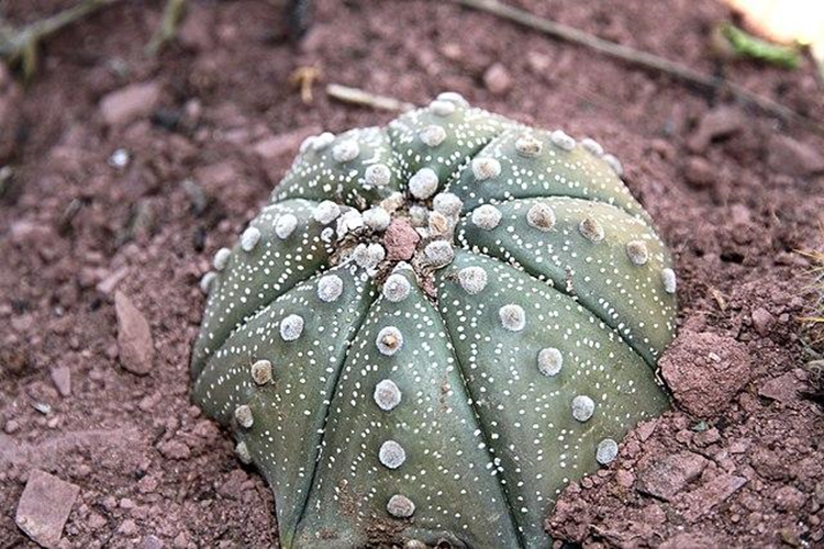 El peyote se encuentra en peligro de extinción.