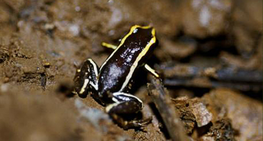 La rana Monte Iberia Eleuth es el animal más pequeño del mundo. 