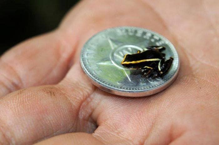 ¿Cuál es el animal más pequeño del mundo?