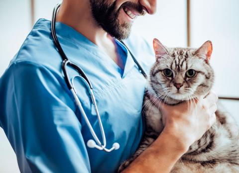 Hospital Veterinario Gratuito