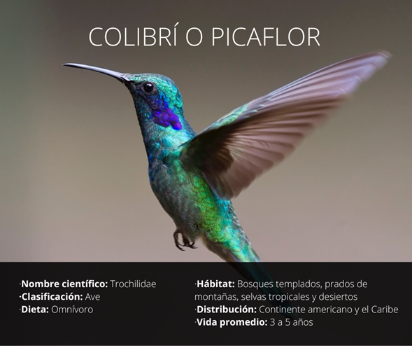 Colibrí o Picaflor Especificaciones