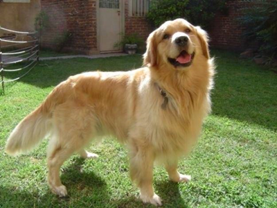 Peros bonitos; Golden retriever