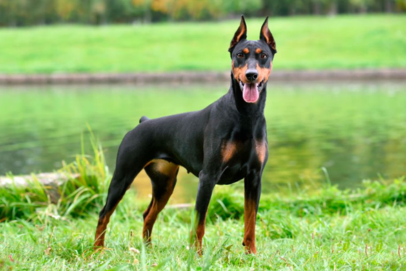 Dóberman pinscher, un perro muy inteligente