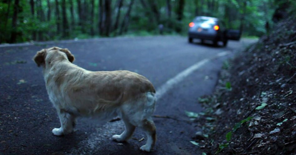 Maltrato animal: ¿Qué es y cuántos tipos hay?