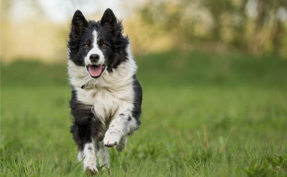 Razas de perros ¿Cuáles son las más inteligentes?