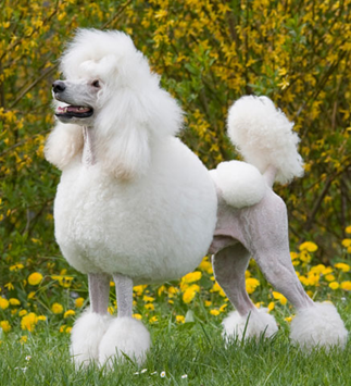 Poodle: una de las razas de perro más inteligentes