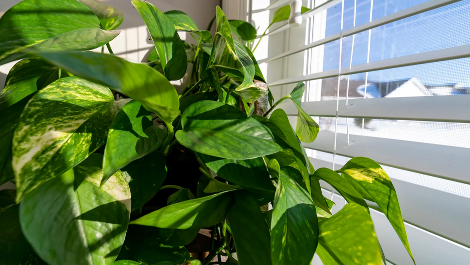 Plantas de interior resistentes y bonitas