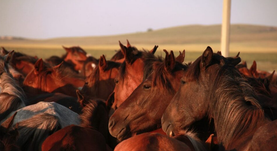 Nombres para caballos y yeguas