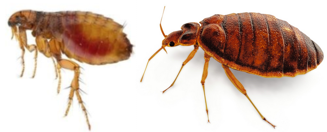 Diferencia entre chinches y pulgas