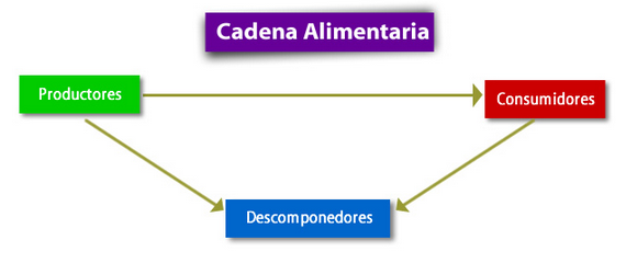 Cual es el inicio de la cadena trófica