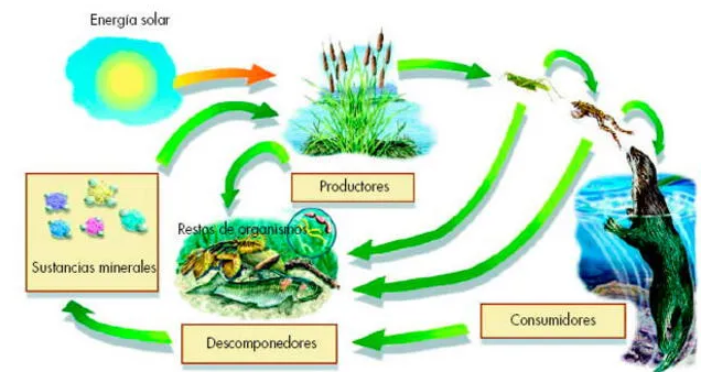 Características de la cadena alimenticia