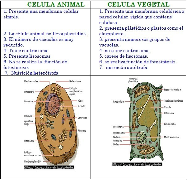4 diferencias entre la célula animal y vegetal