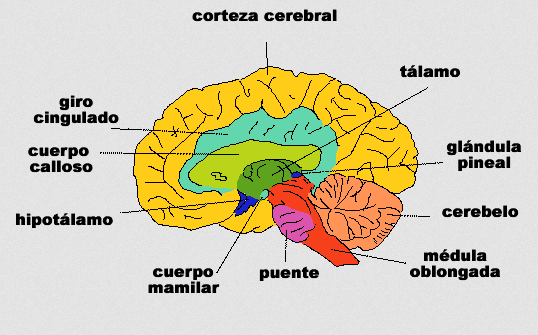 Partes del cerebro y sus funciones