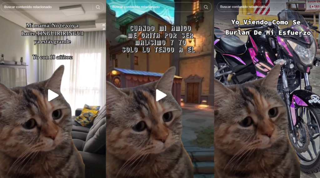 El triste contexto del gato llorando viral de TikTok