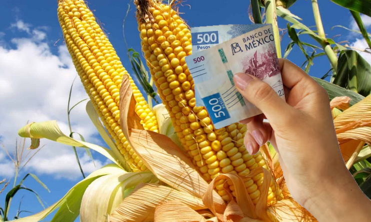 Precio del maíz por kilo 2023