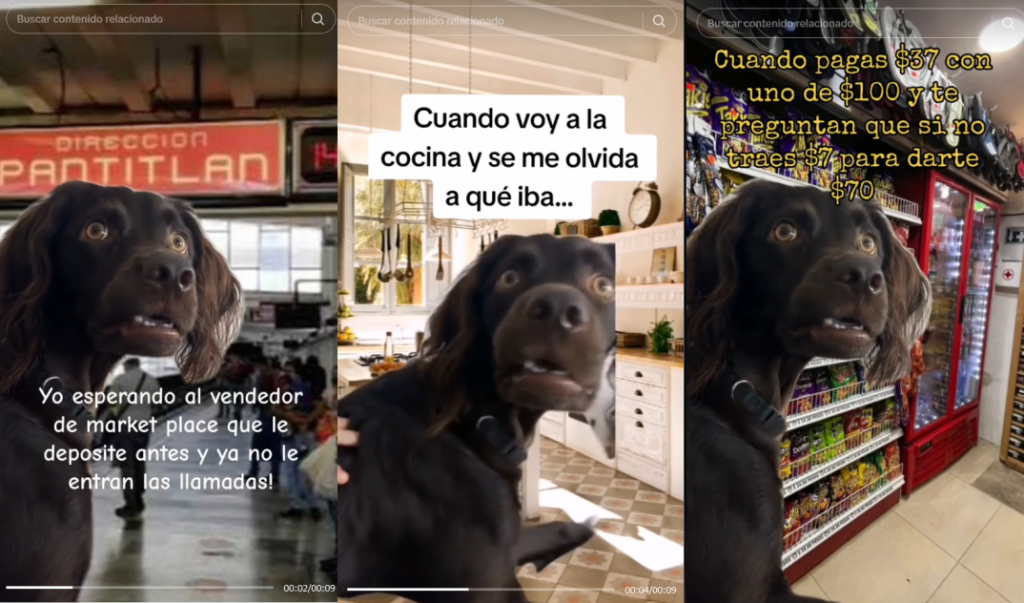 Perro confundido meme